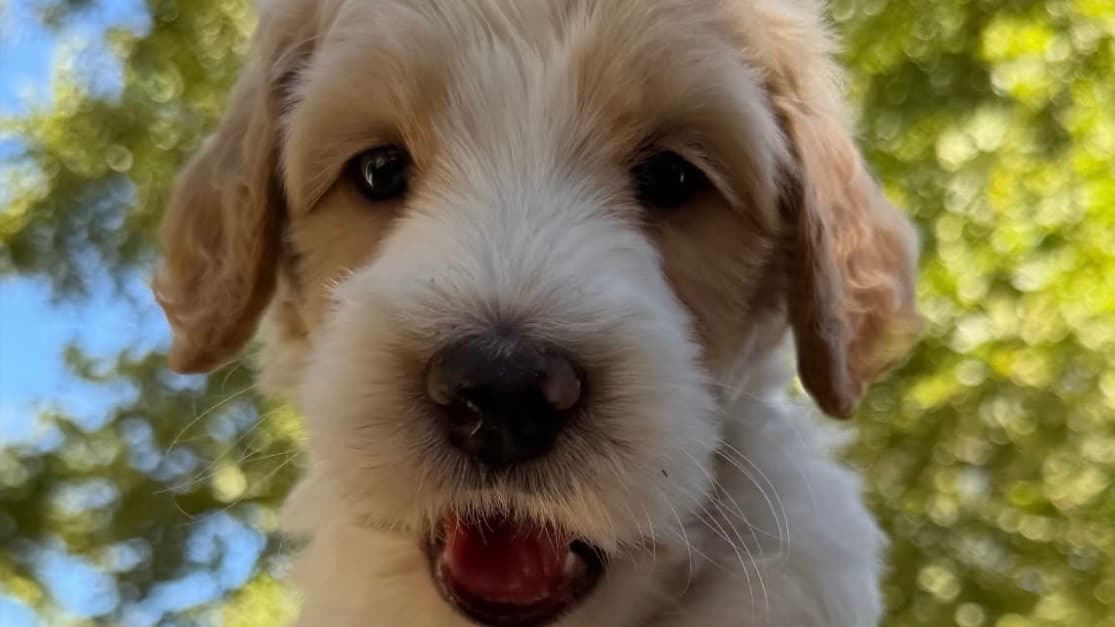 Help Me Restore My Independence