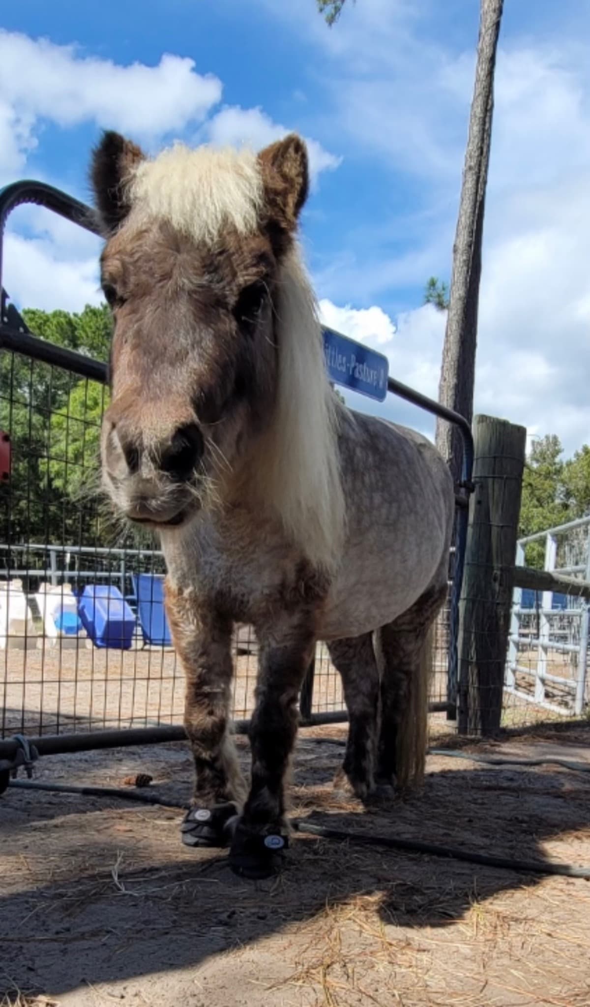 HorseRescueNeedsHelp