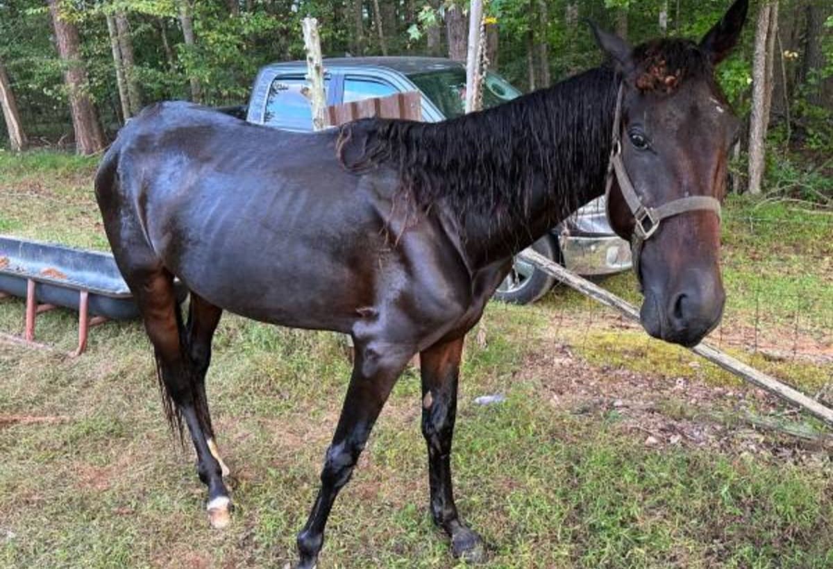 TrottingHomeEquineRescue