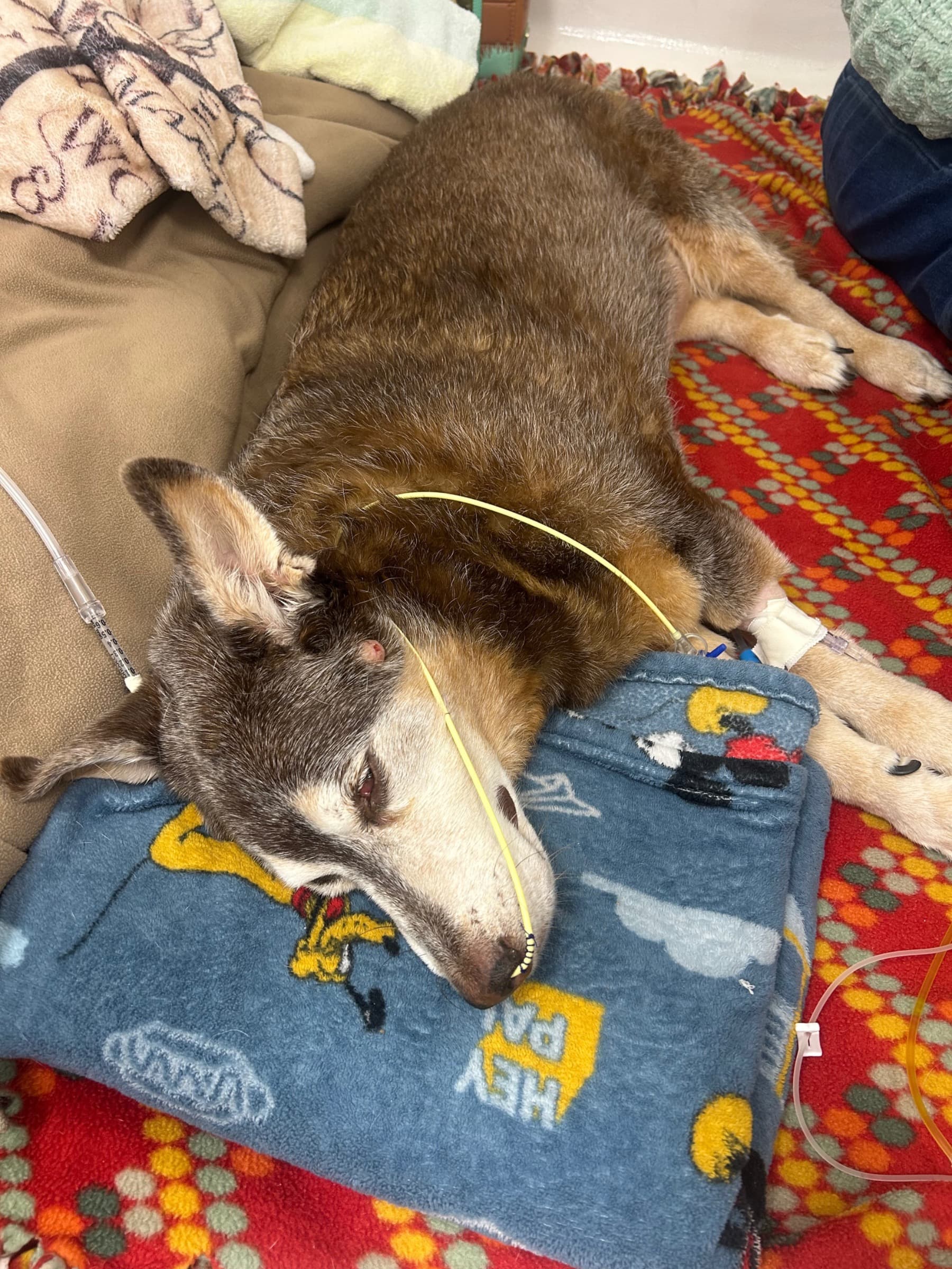 JusticeForScamp