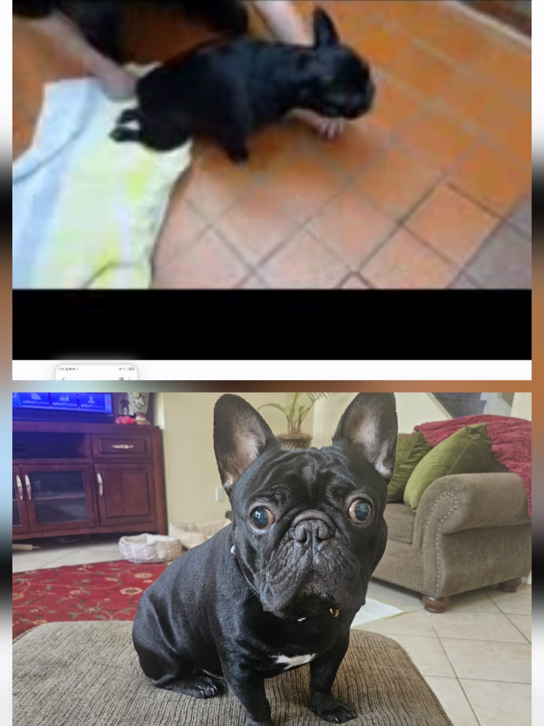 RoscoesHerniatedDiscSurgery