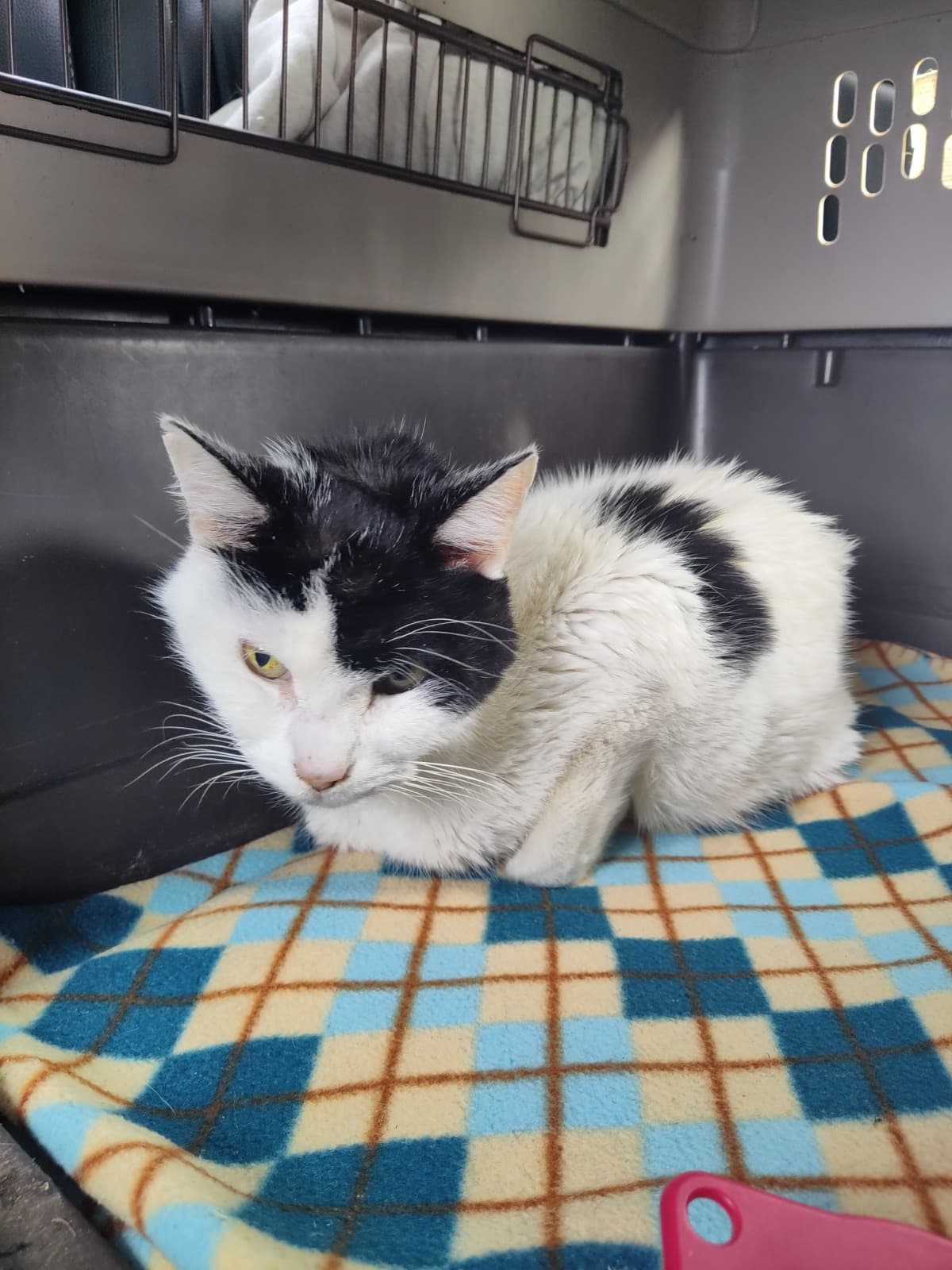 BorisThe16YearOldCat