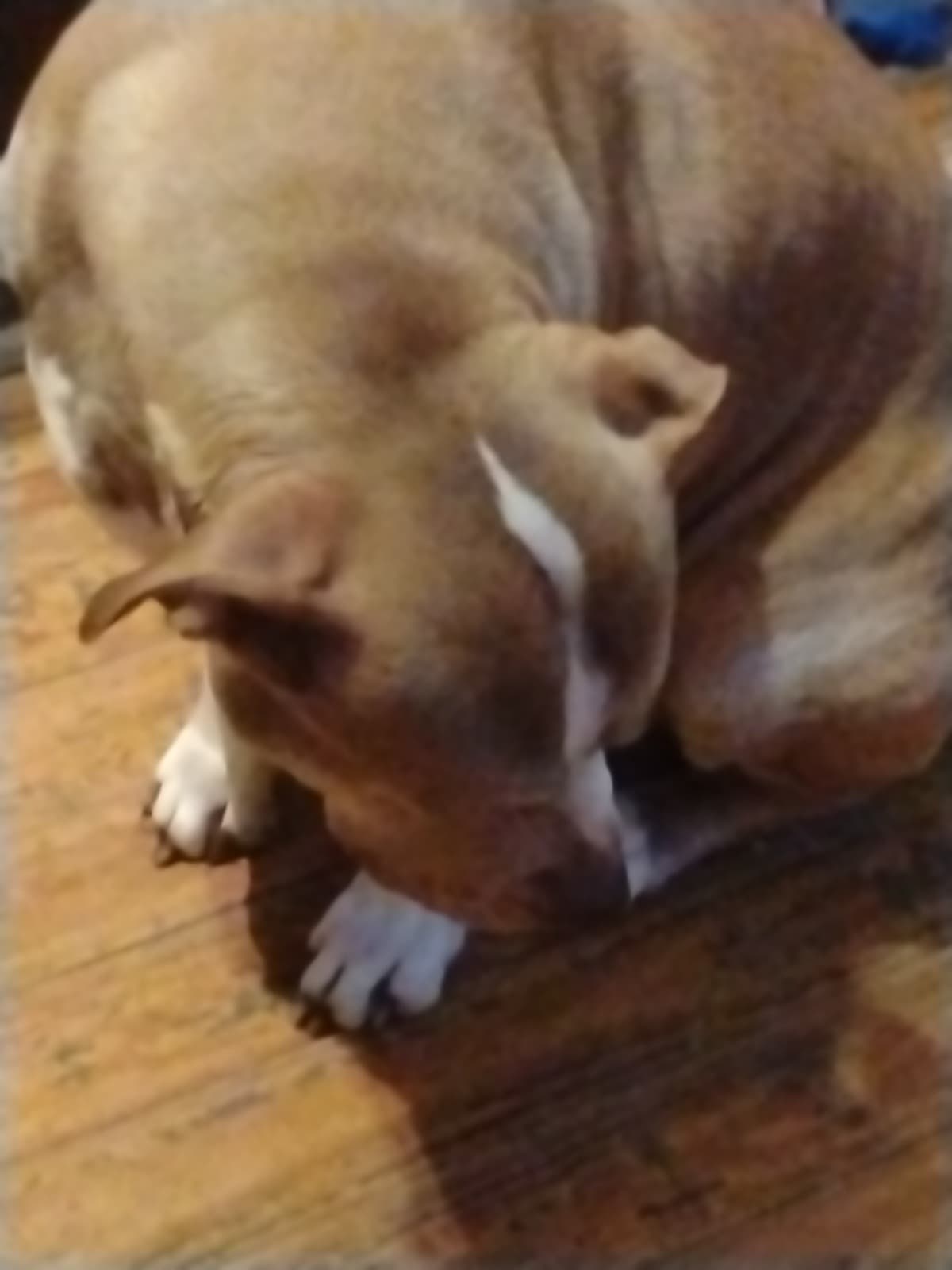 PleaseHelpMyBestFriendSurvi