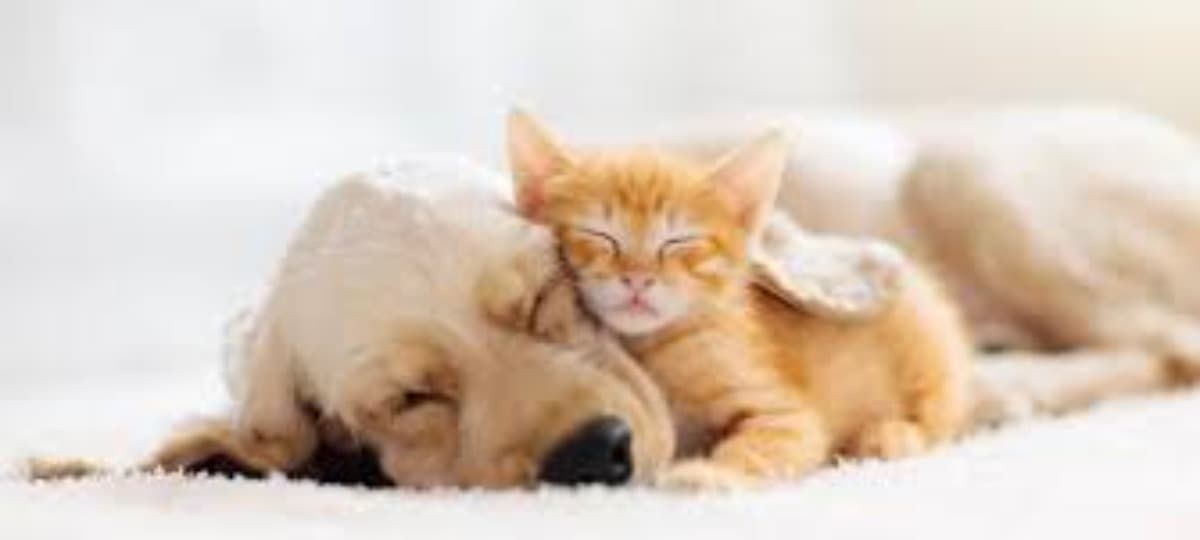 ButteHumaneSocietySupport