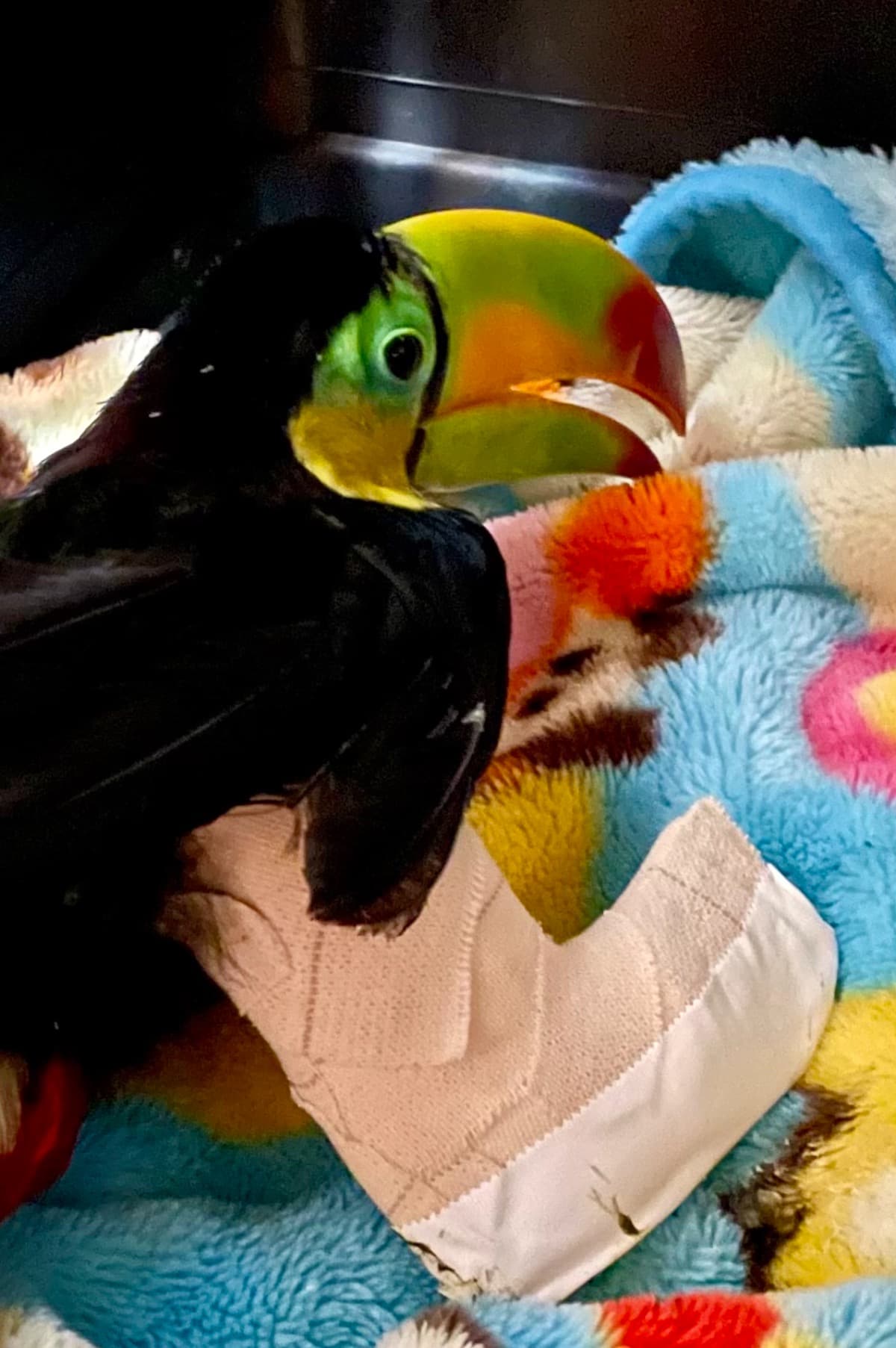 ToucanSam