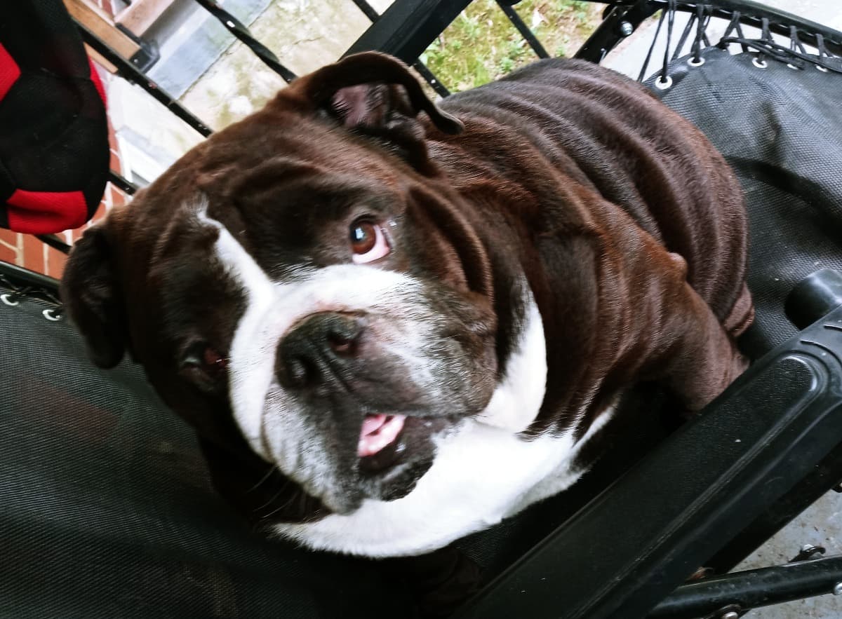 ZeusTheBulldogNeedsYourHelp