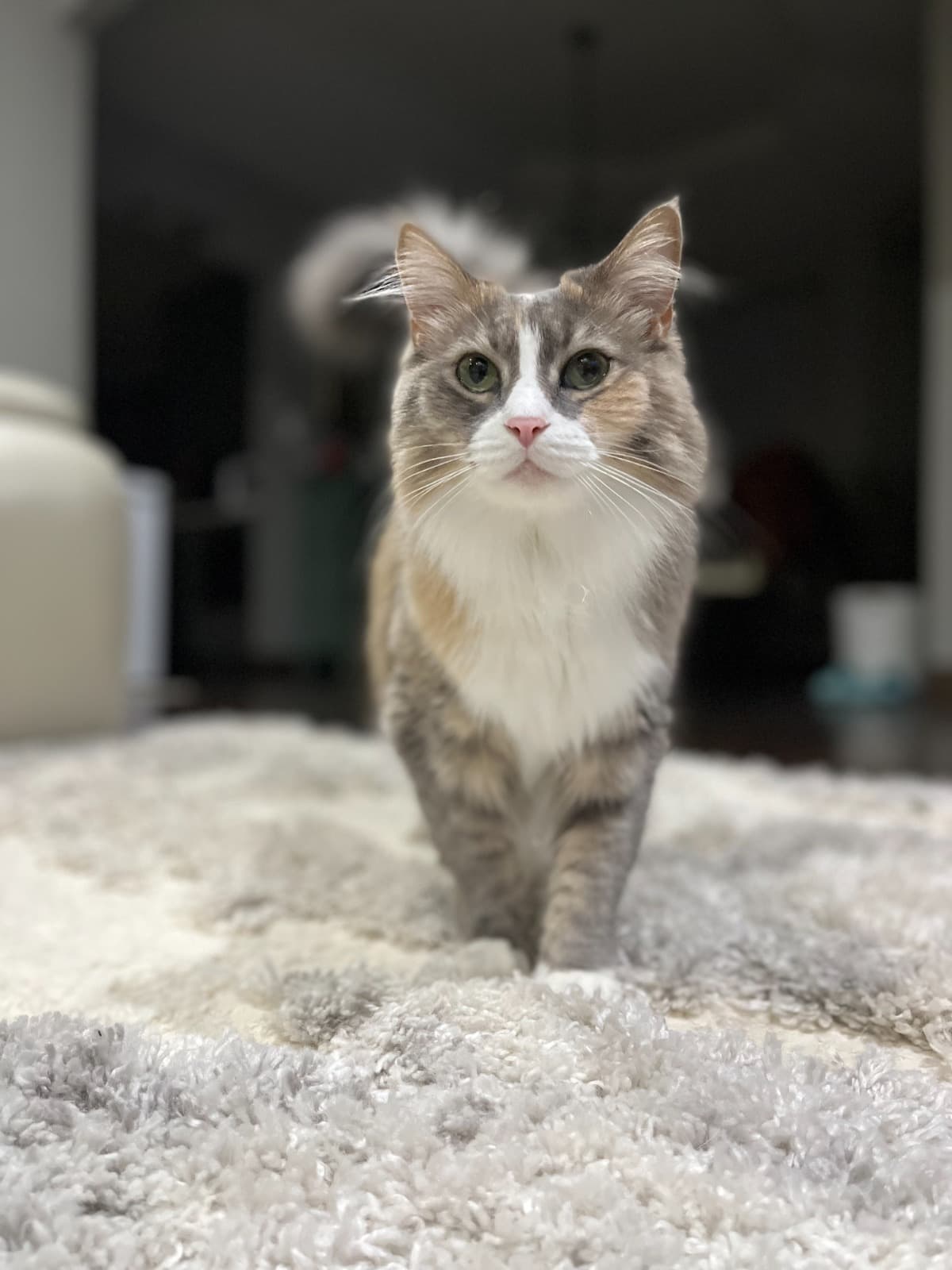 HumaneSocietySaveAPet