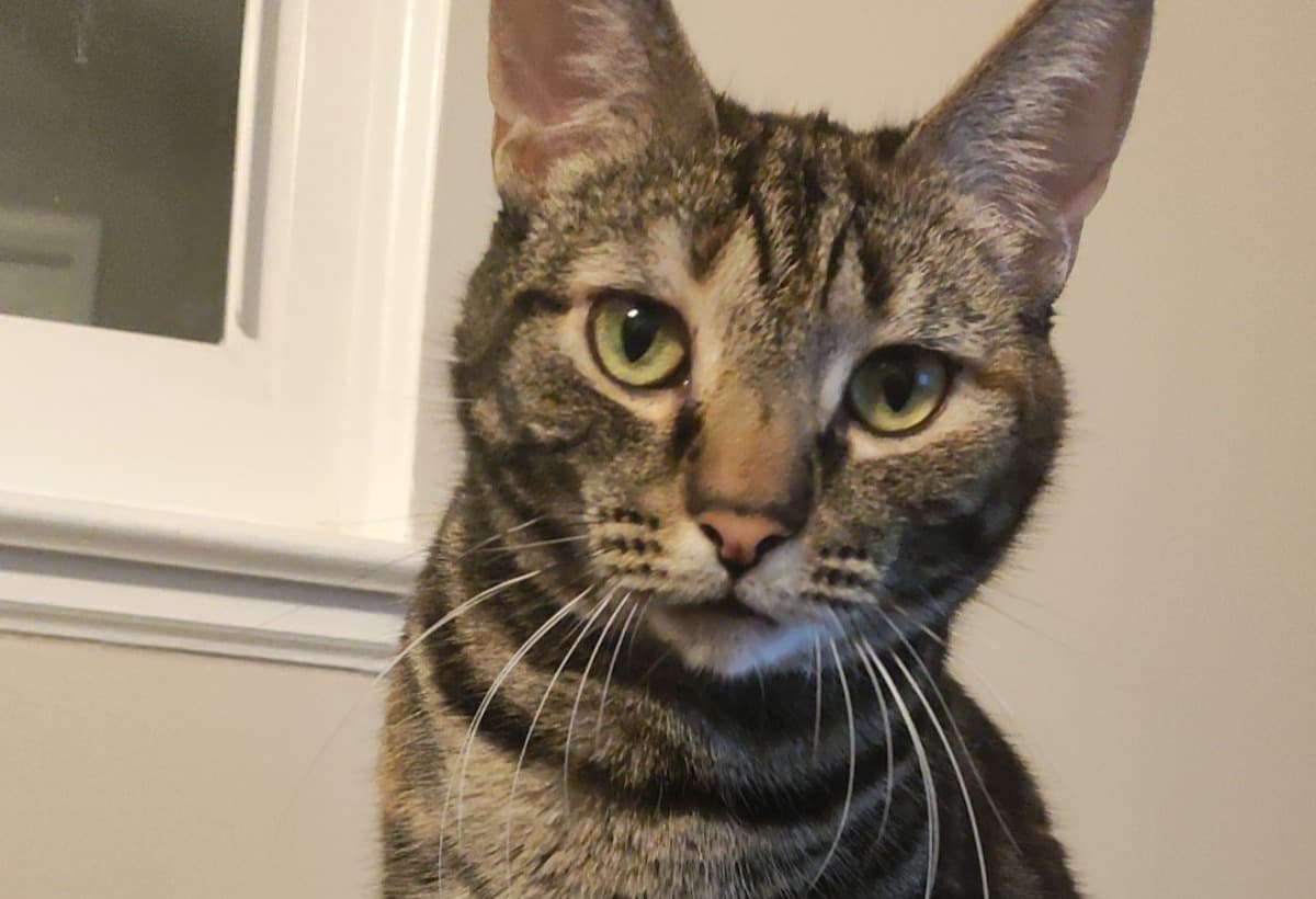 SupportSierraAtTheERVet