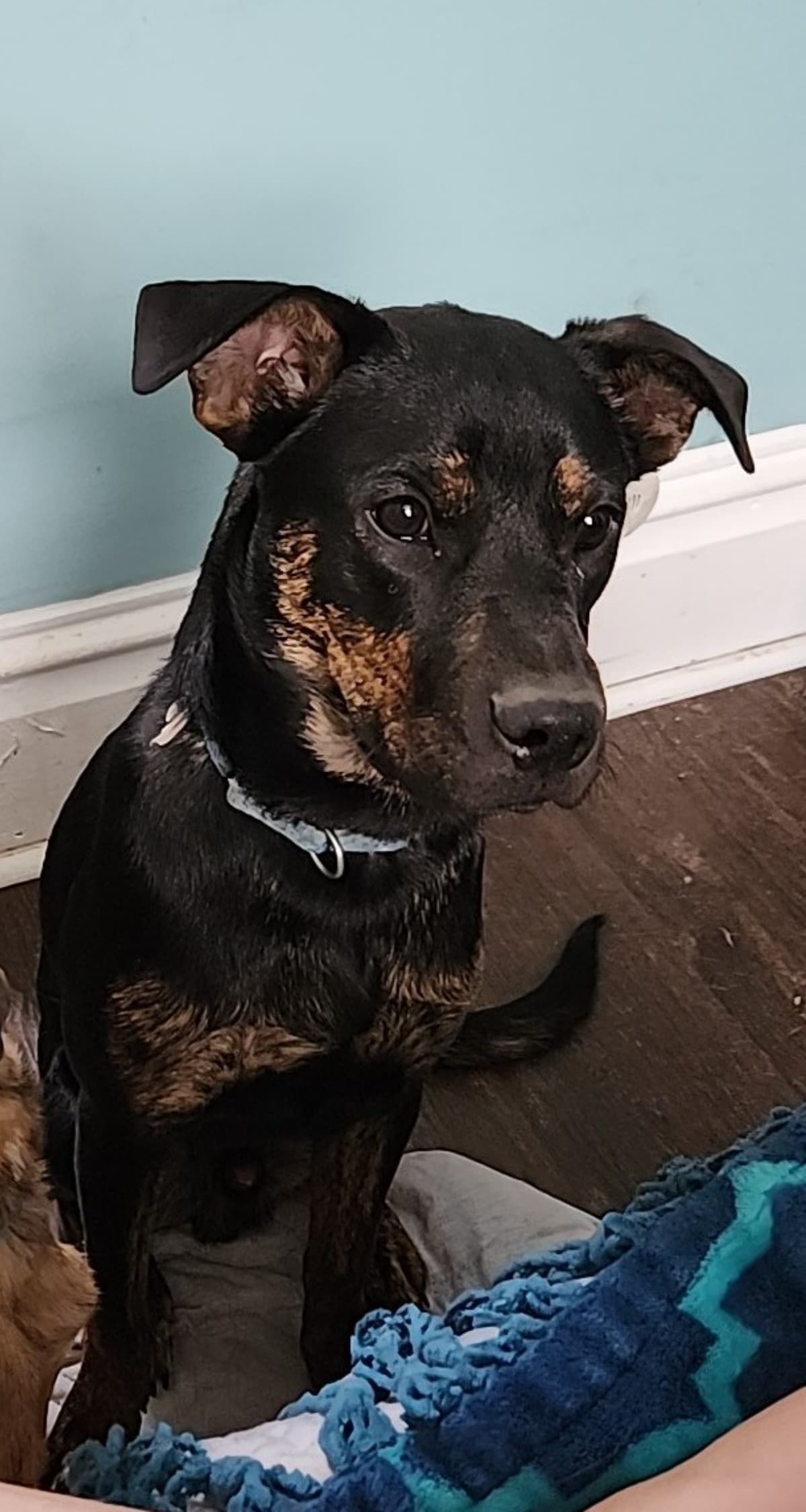 HelpForMax