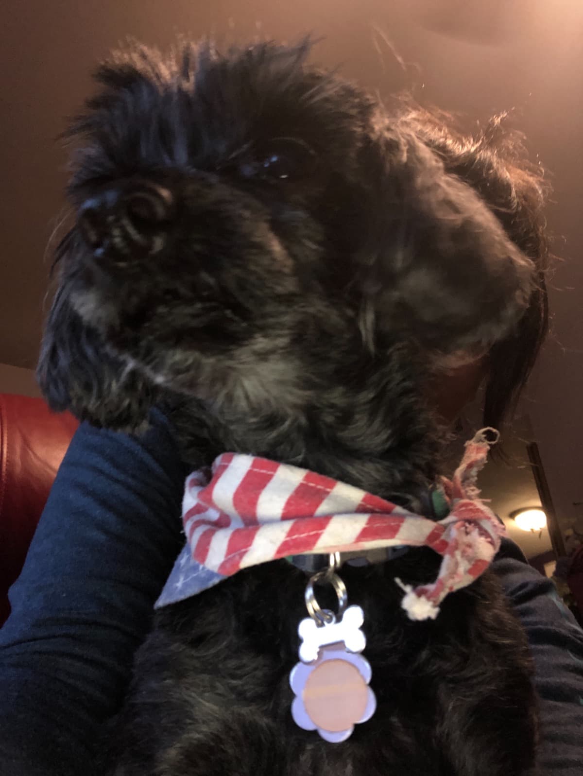 MyElderlyNeighborsRescueDog