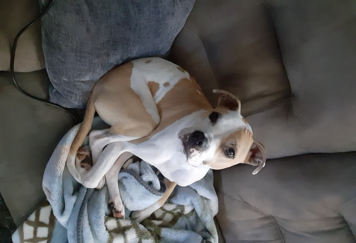 MyPupNeedMoneyForSurgery