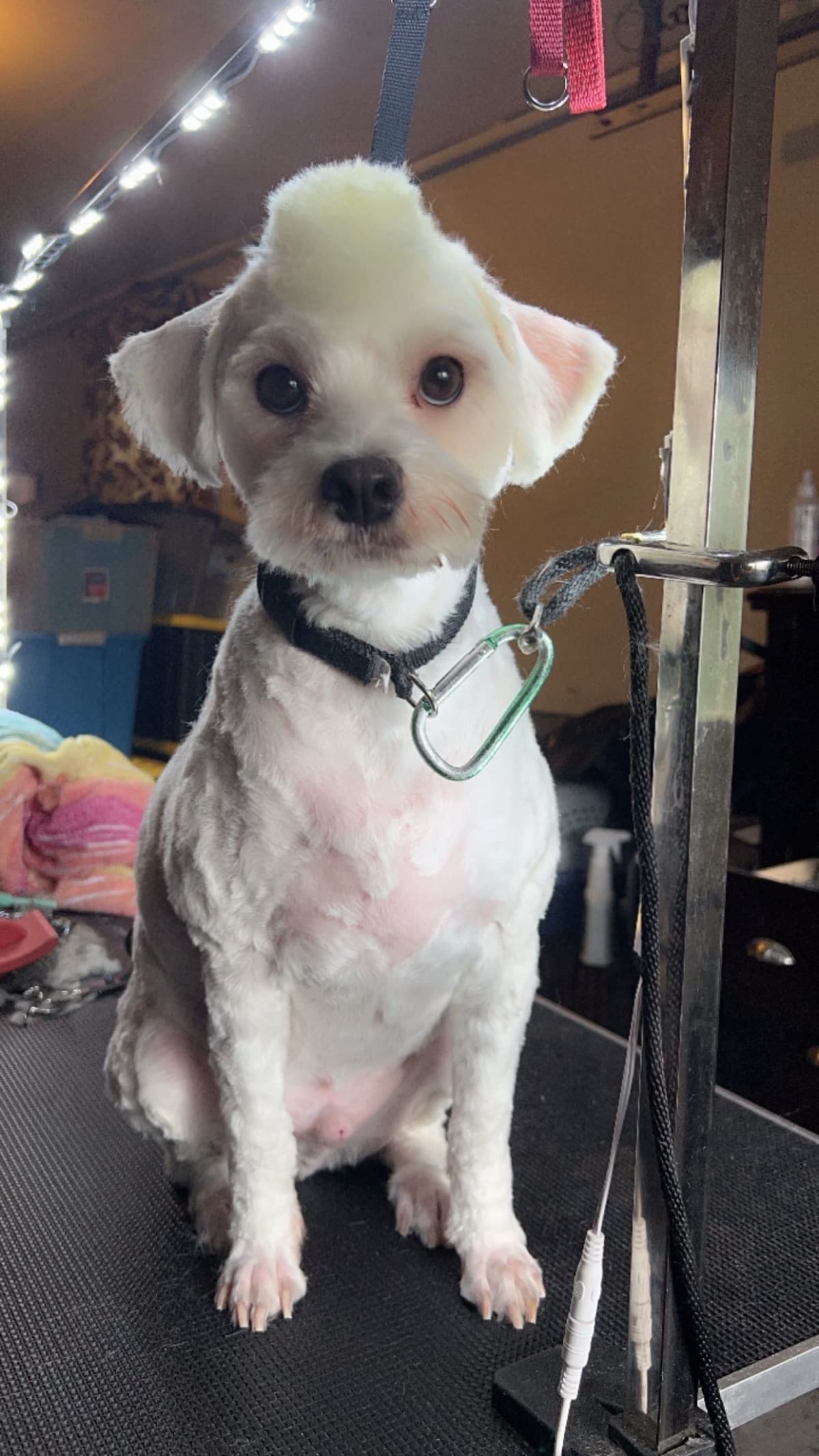 MobilPetGroomingSalonFund