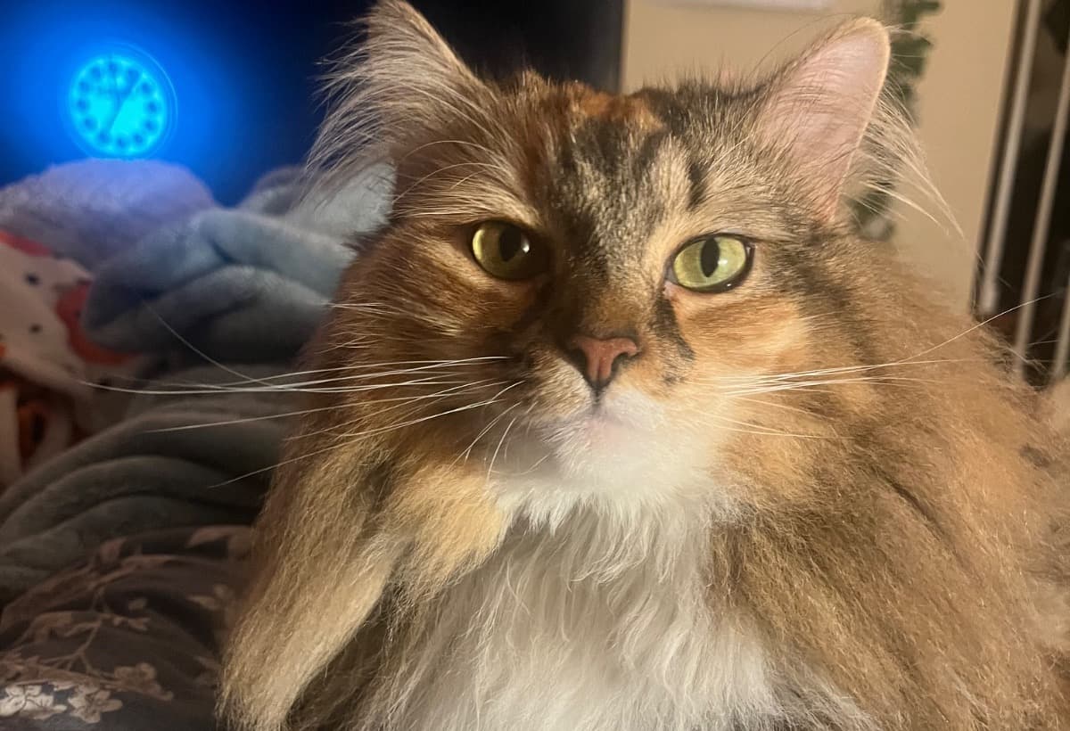 MedicalBillsForPumpkin