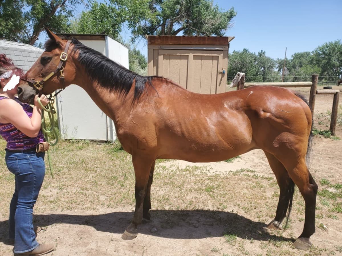 SkinnyHorseNeedsWeight