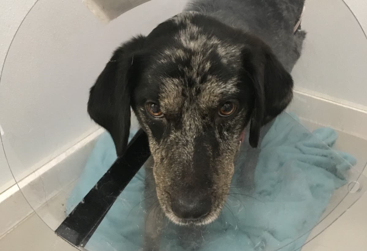 WeNeedHelpWithOurVetBill