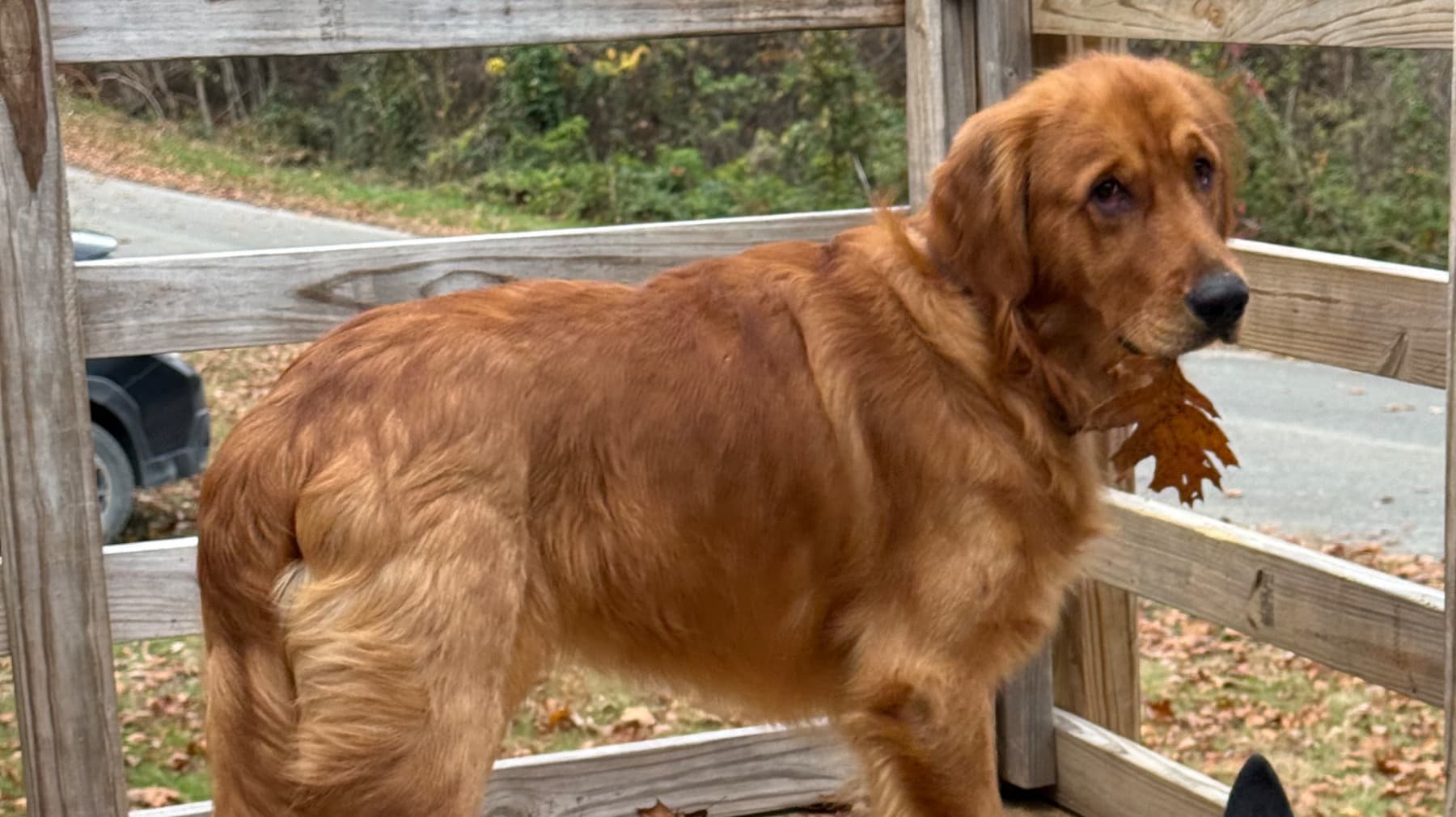 HelpForMy14MonthOldGolden
