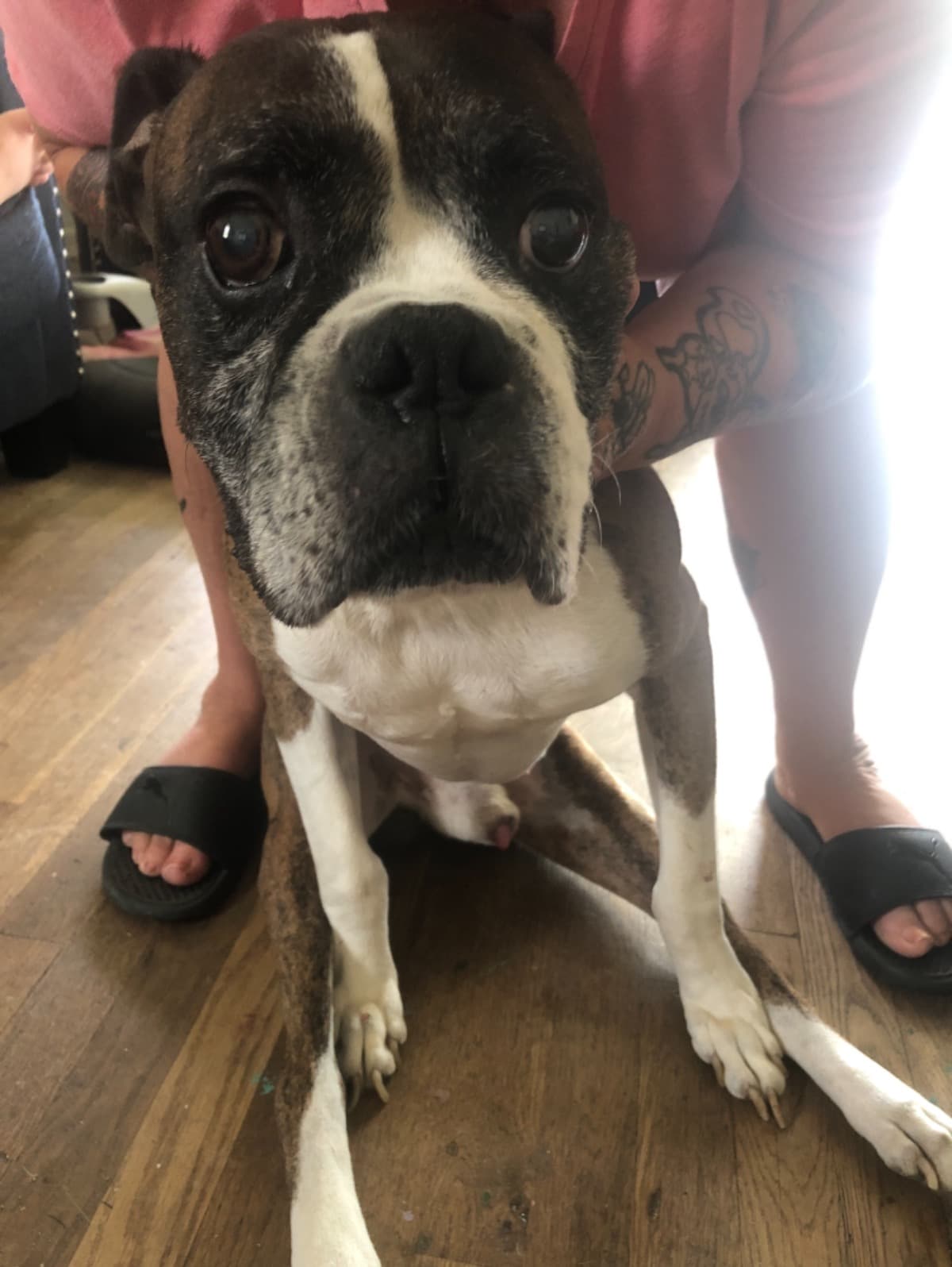 MyDogNeedATwoWheelerForLegs