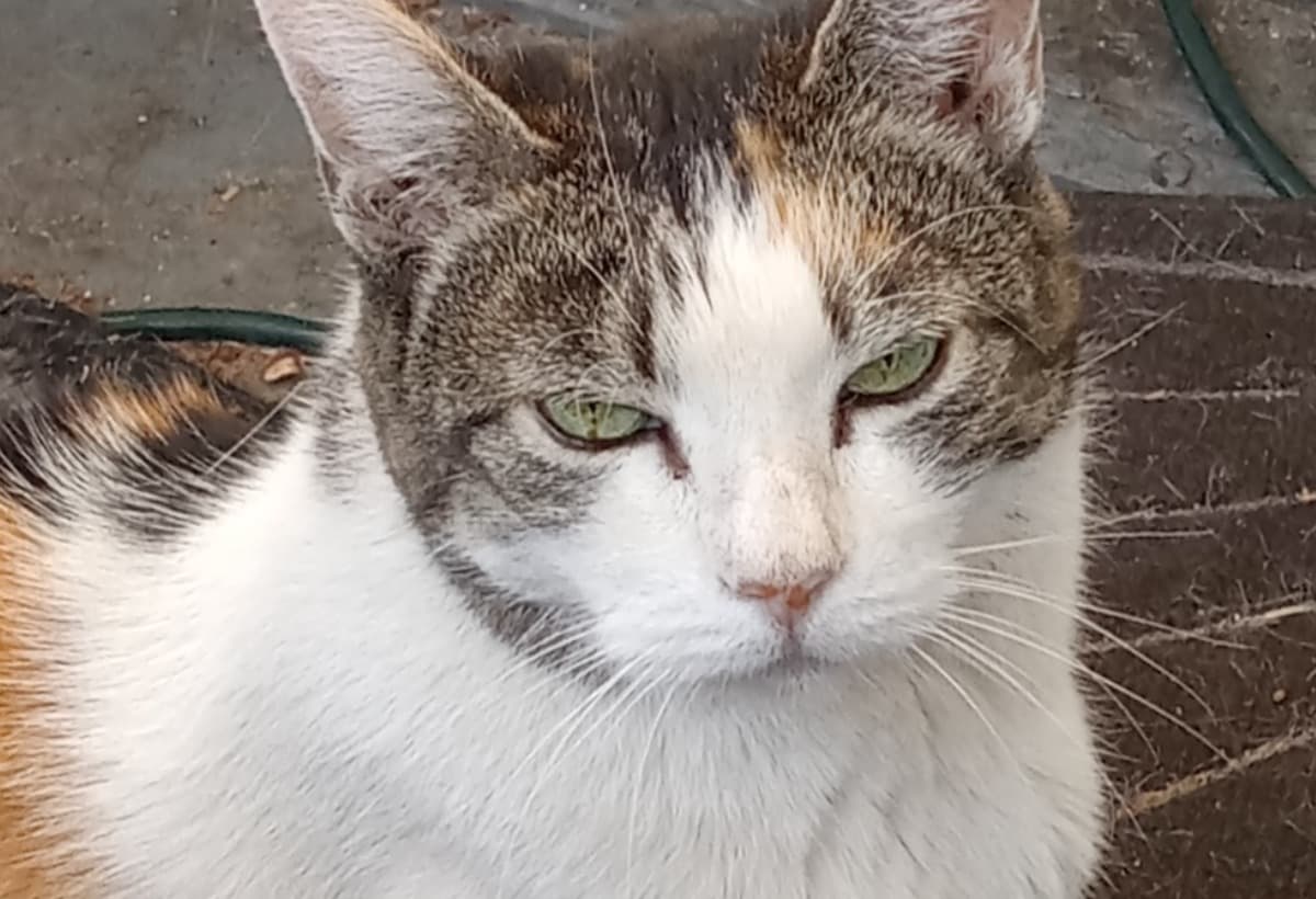 MaggiesVeterinarianBill