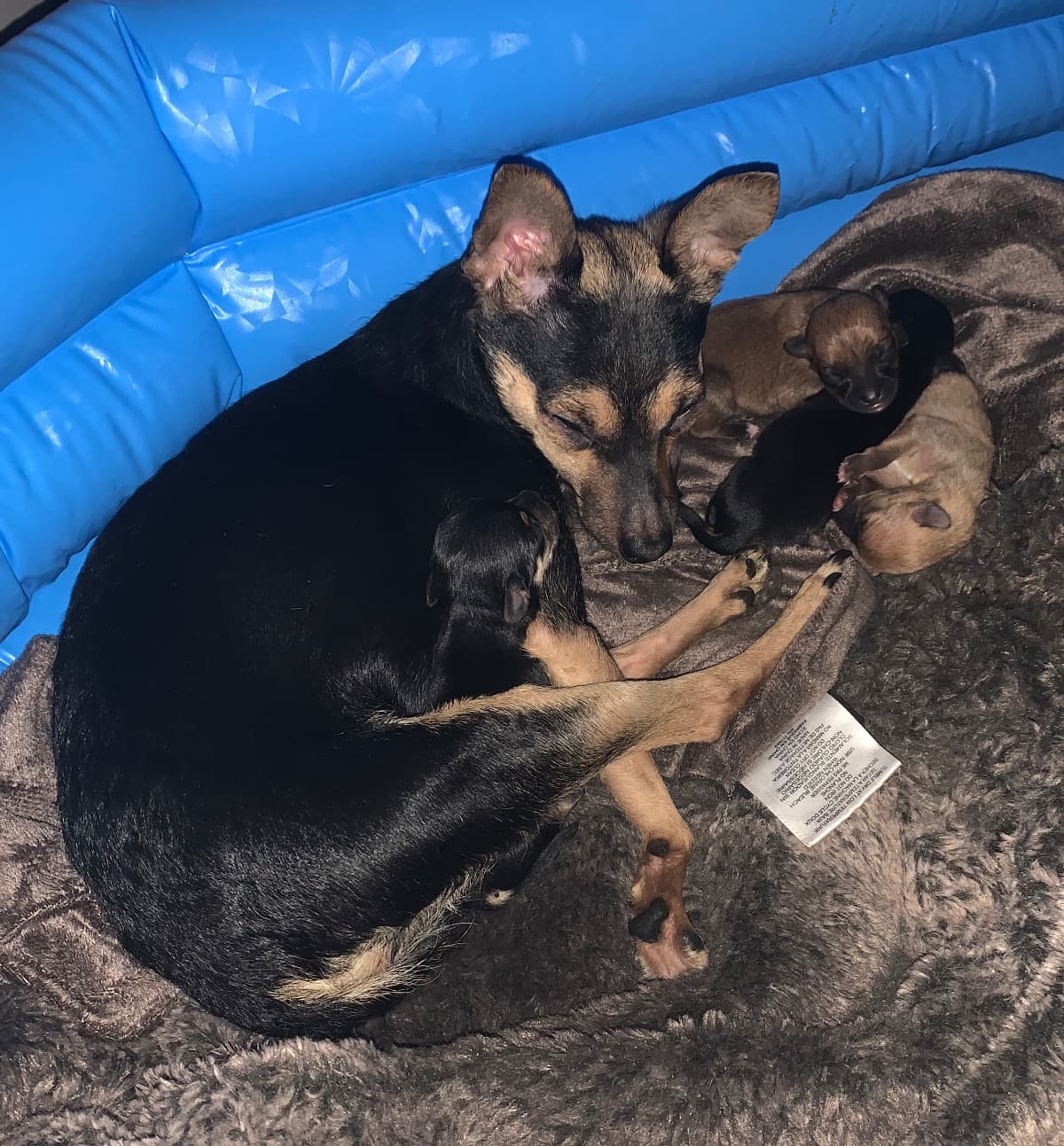 HelpSaveWillowAndHerPuppies