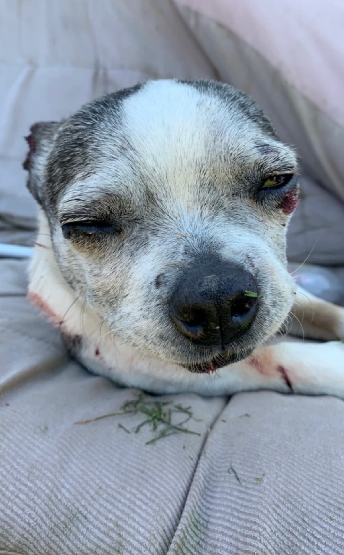 MyDogMaddieNeedsAVet