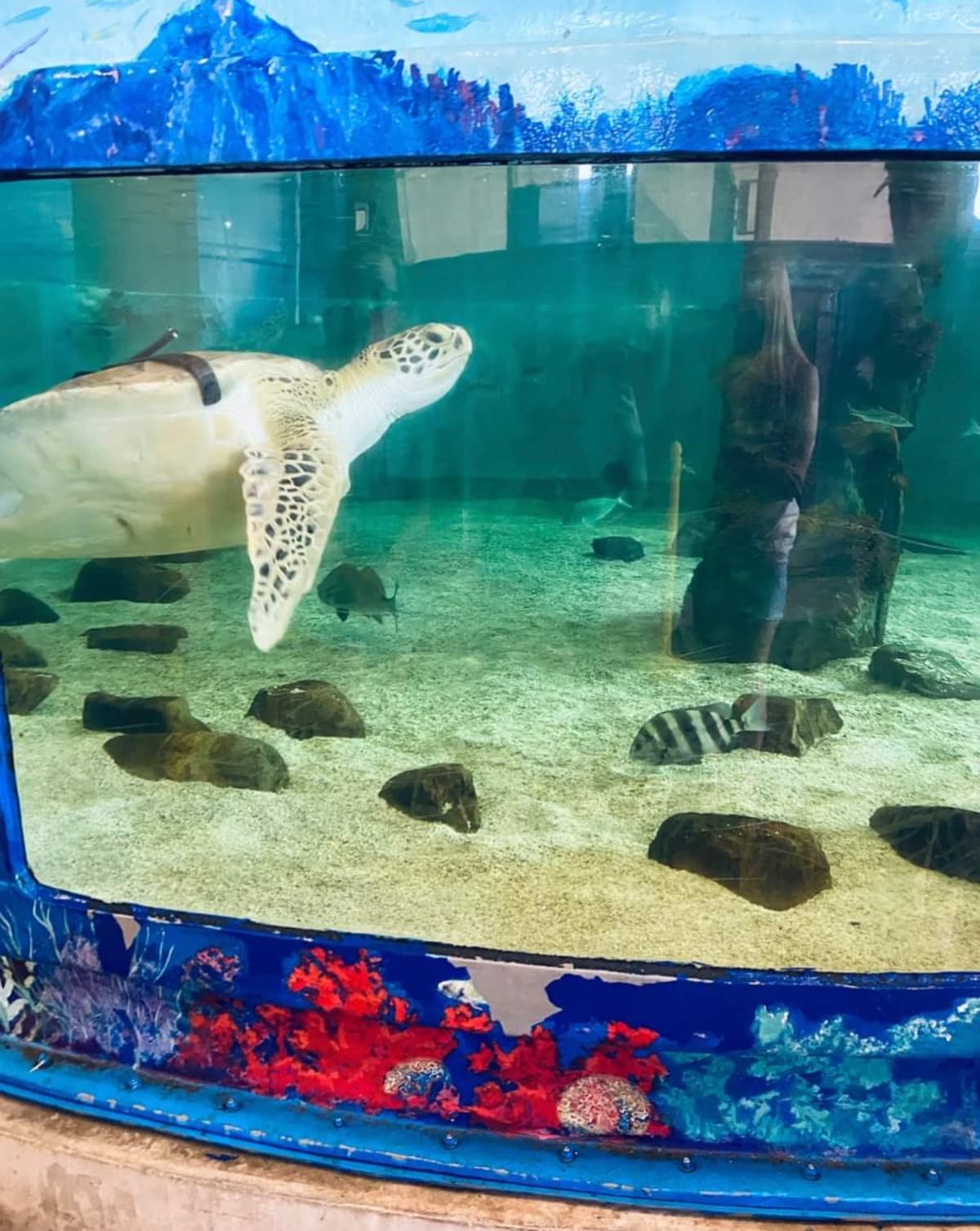 SeaTurtleInc
