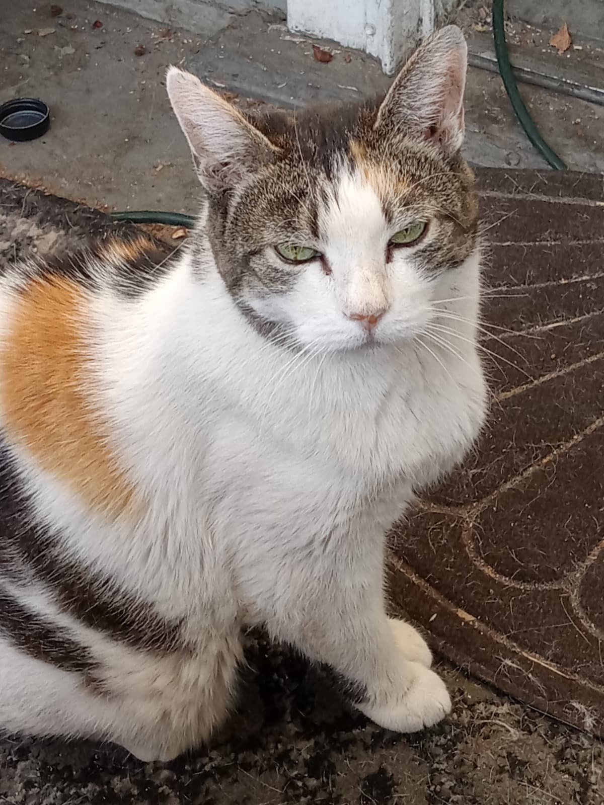 MaggiesVeterinarianBill