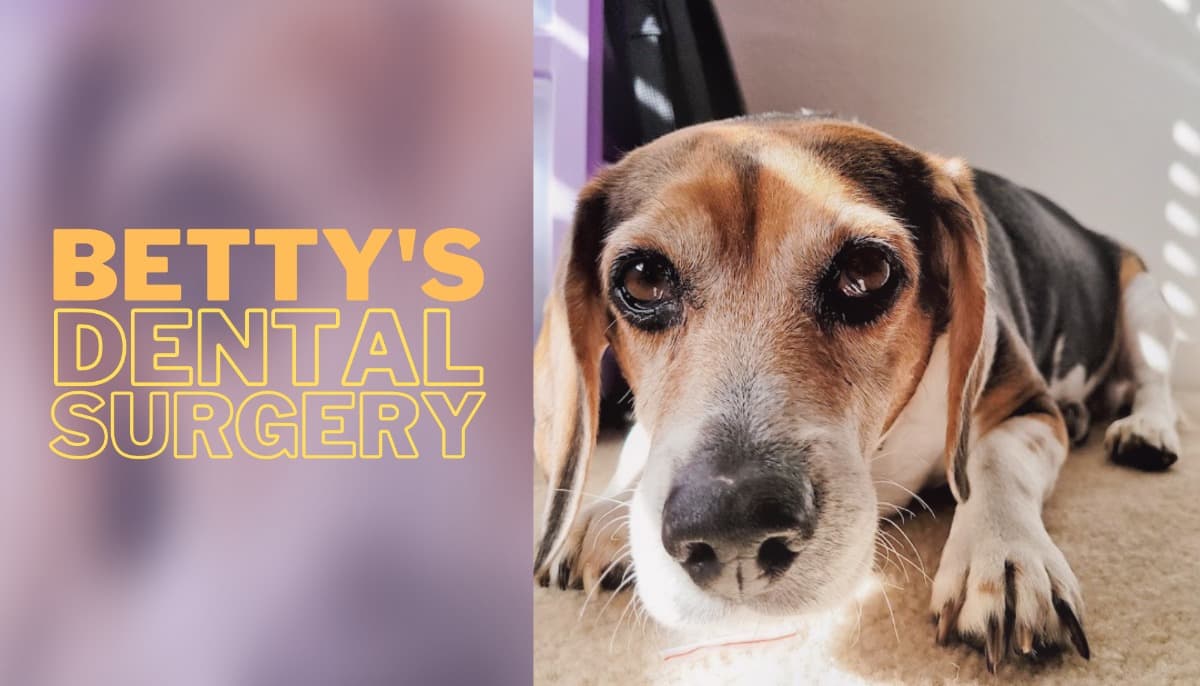 BettyNeedsDentalSurgery