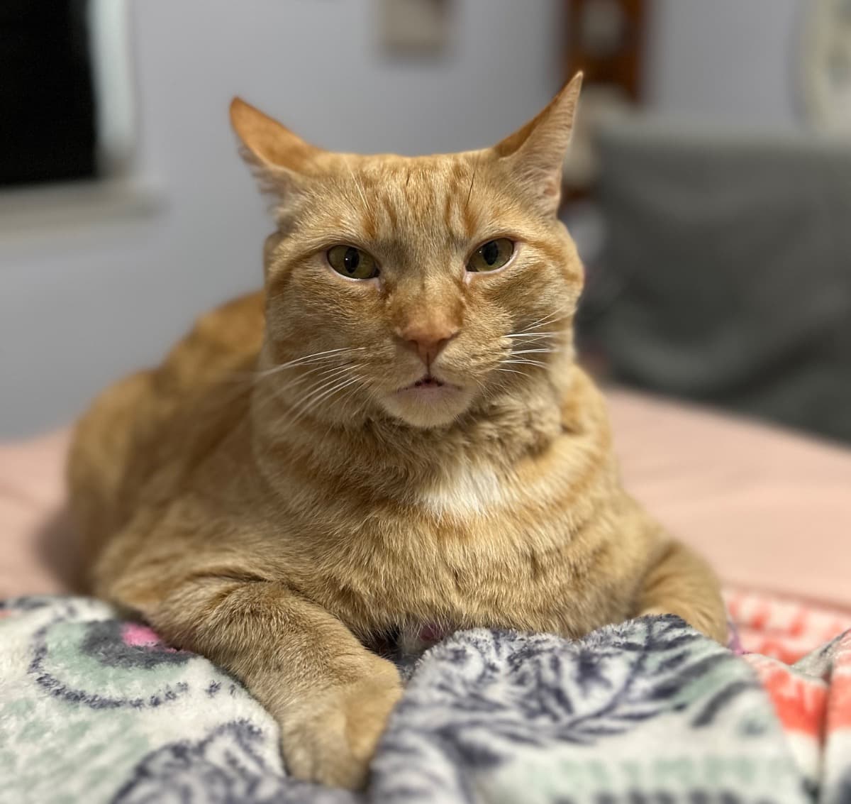 HelpCheeto
