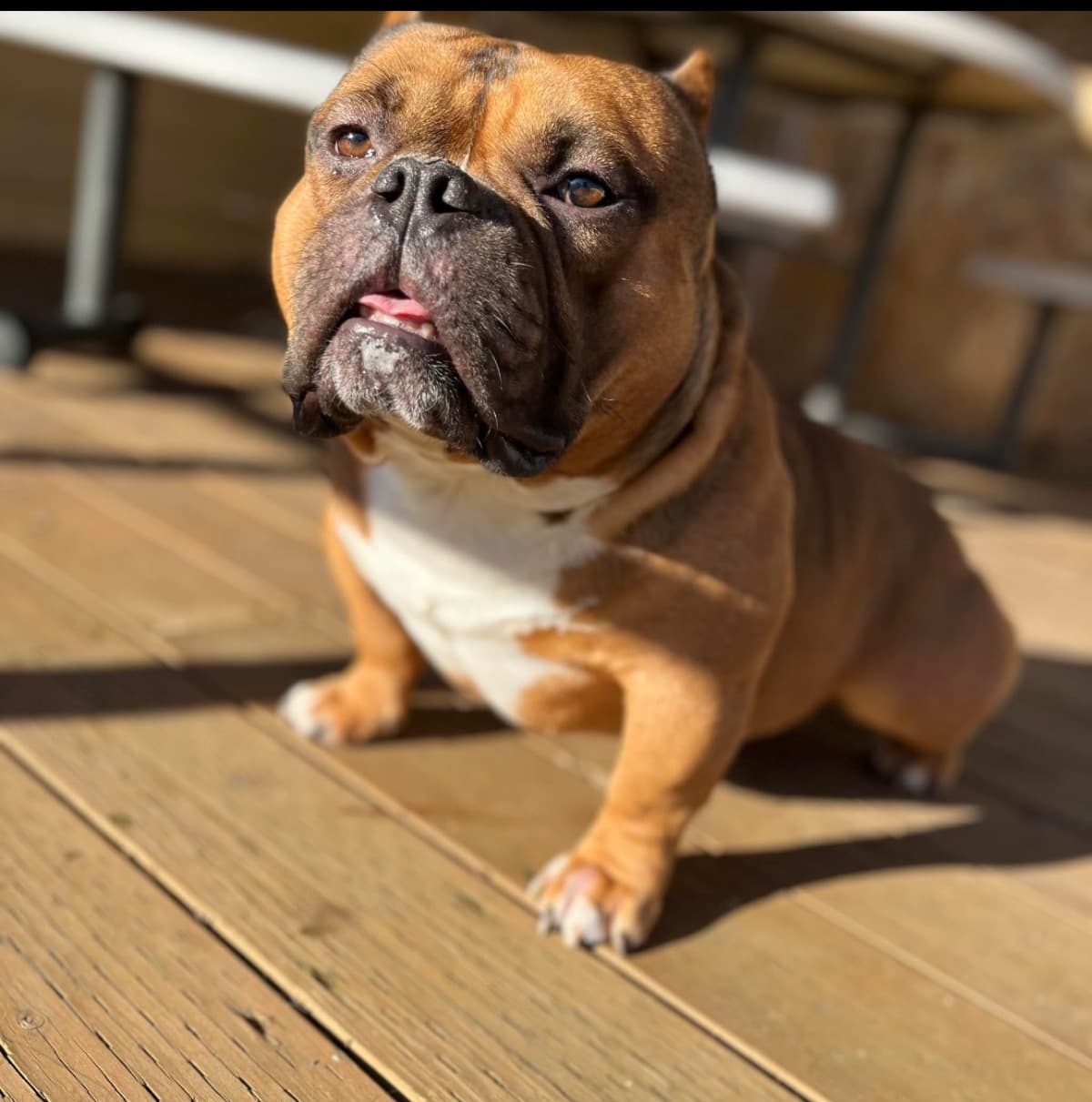 GiveKodaTheGiftOfBreath