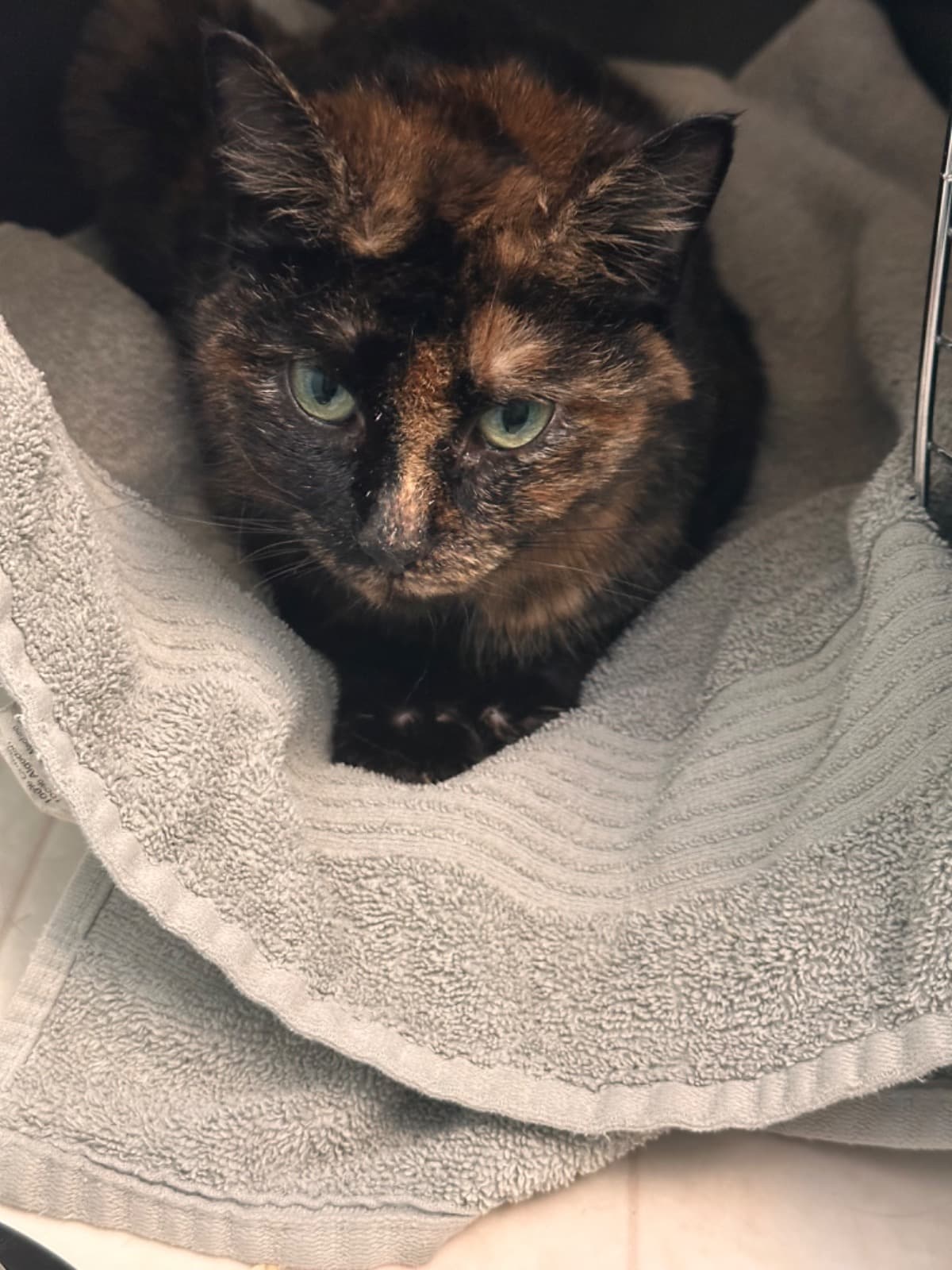 RescueCatEmergencyCare