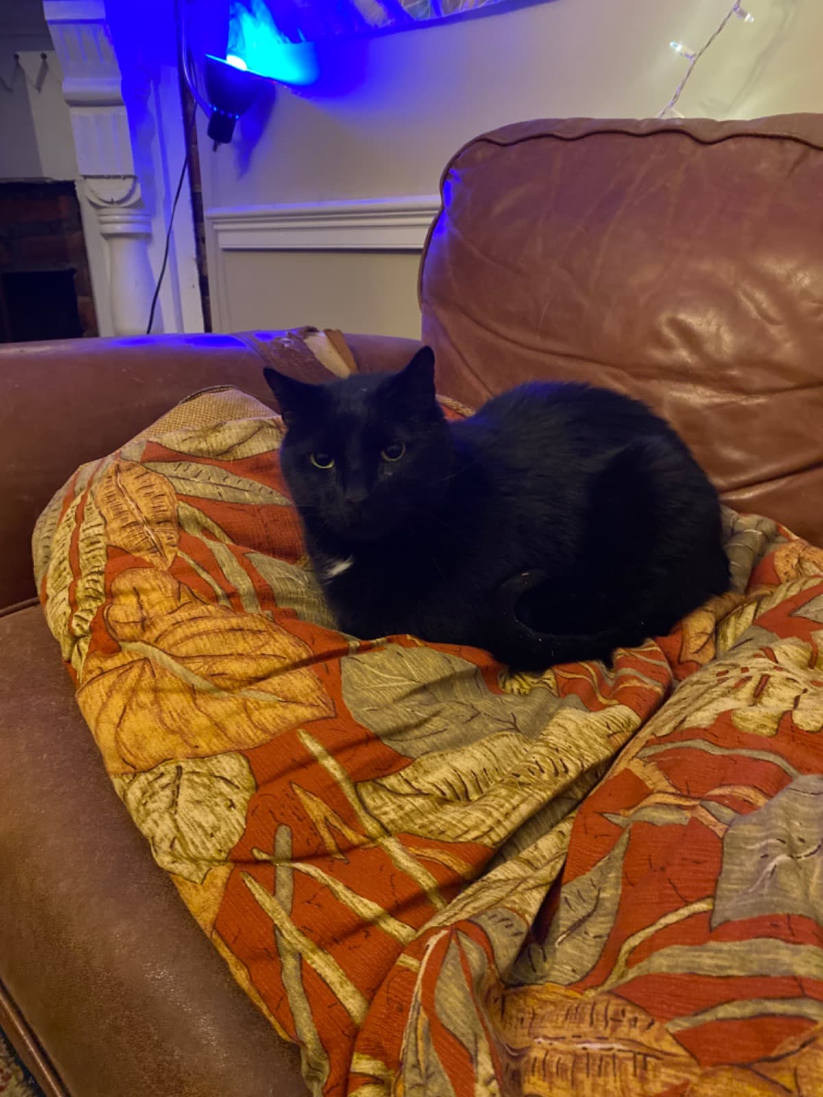 JasperTheTuxedoCat