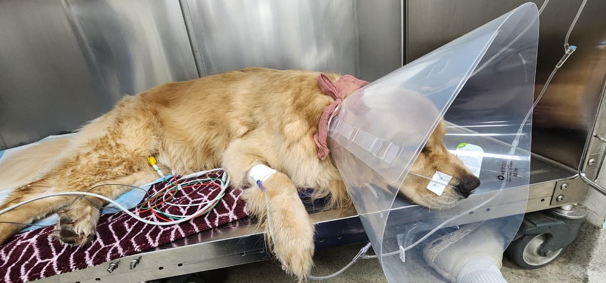 HelpWithVeterinarianBills