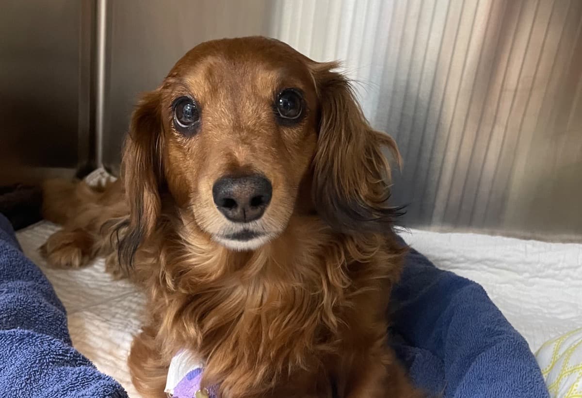 HelpMichelleSaveFinn