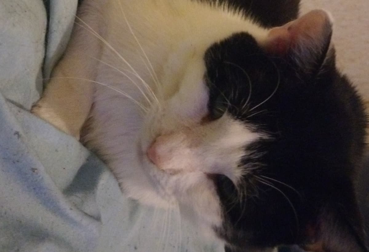 OurCatHaveABladderBlockage