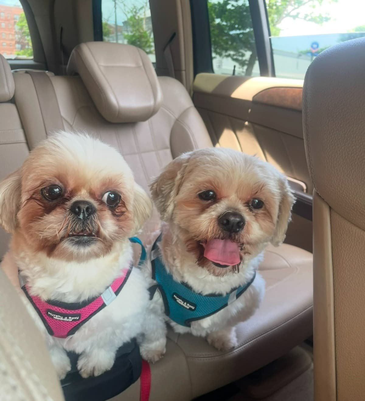 DogNeedsBloodTransfusion