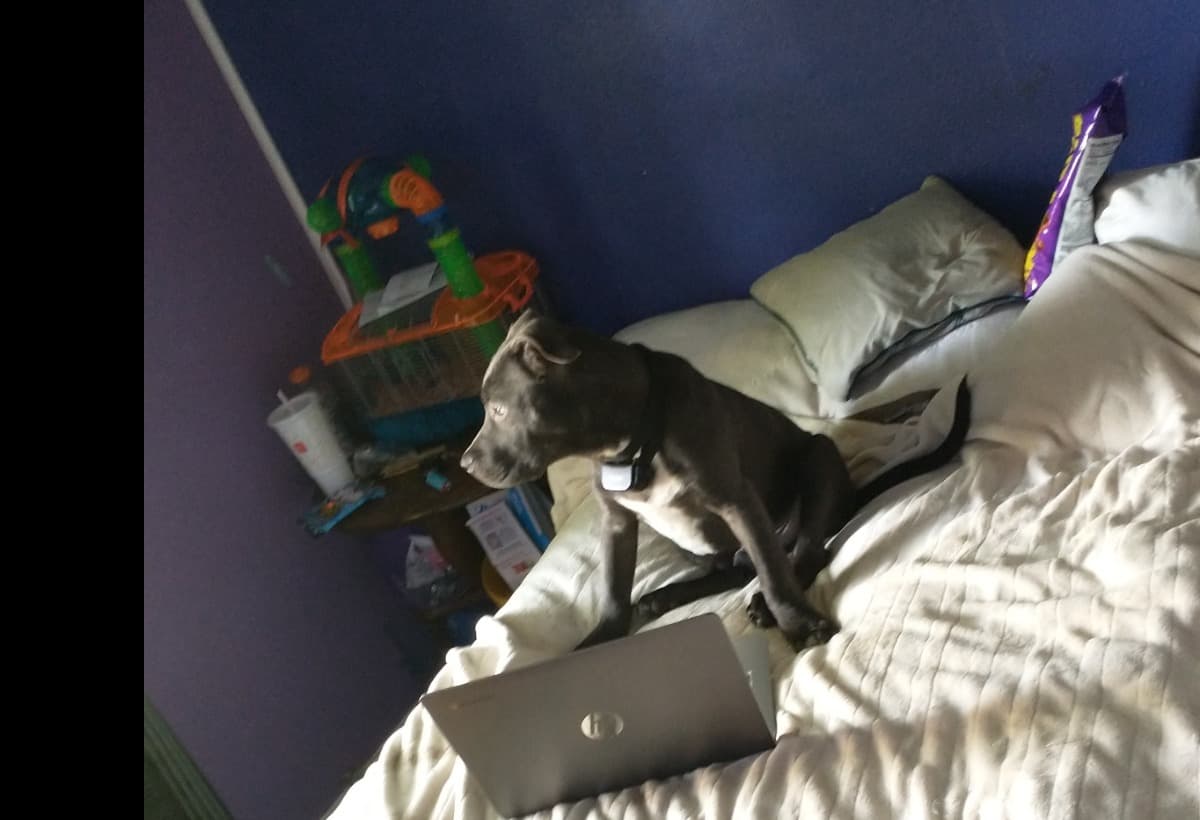 ParvoTreatmentForMyDog