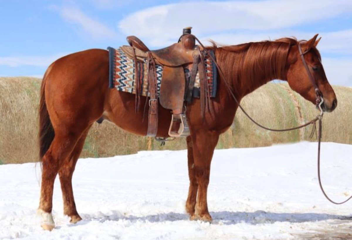 INeedAHorseBeforeIExplode