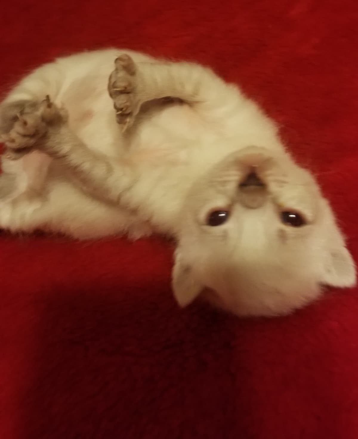 TheLittlePolorBear