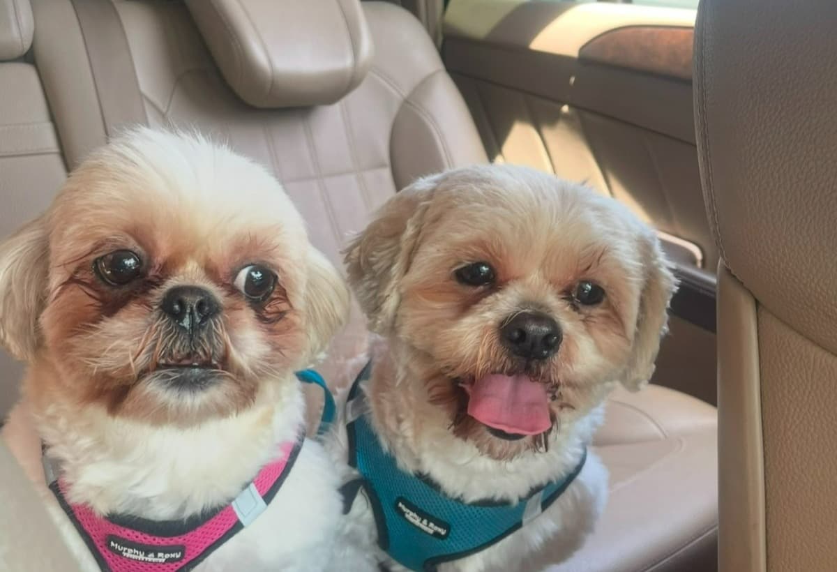 DogNeedsBloodTransfusion