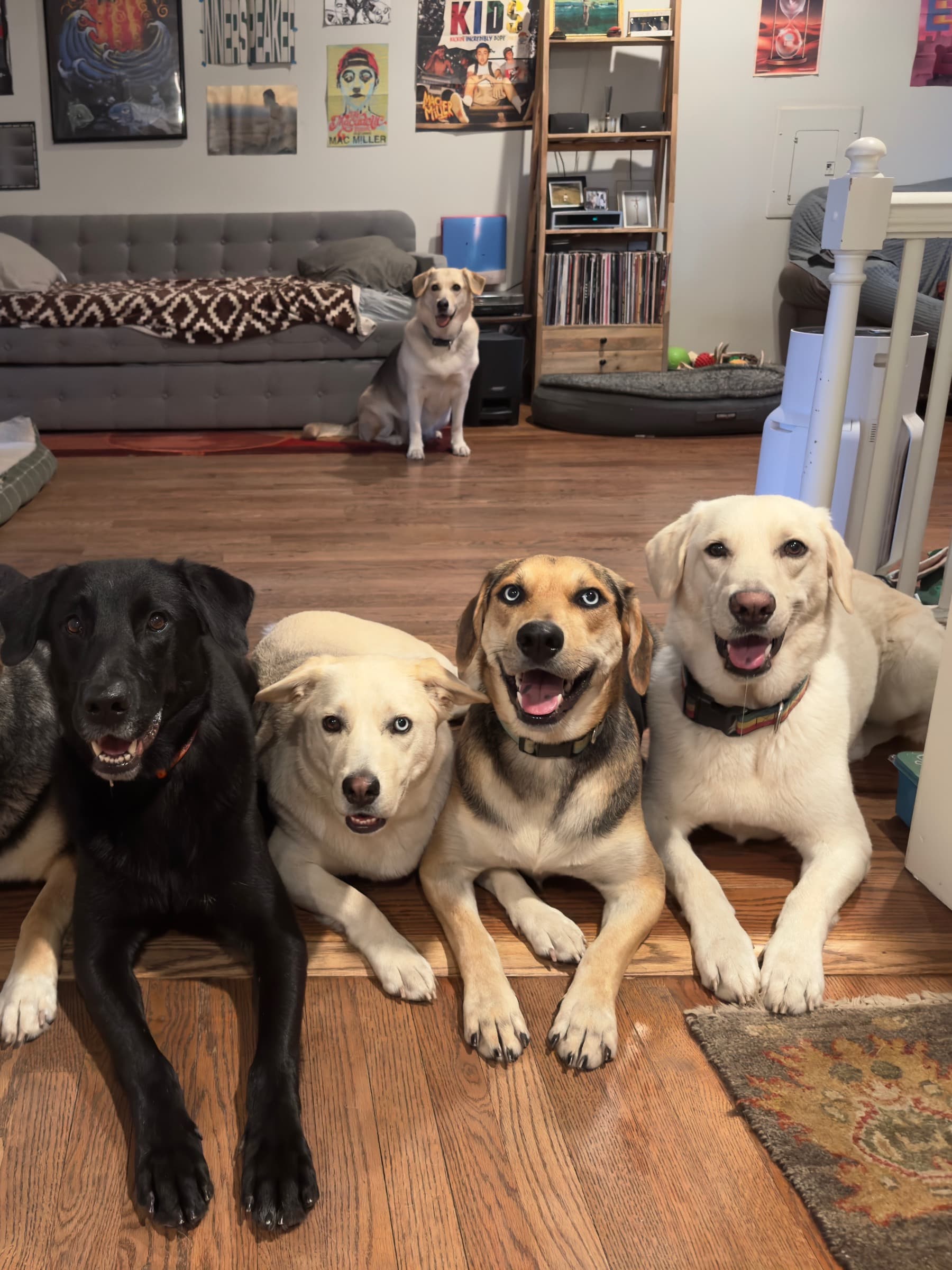SaveMy9PupsFromParvo