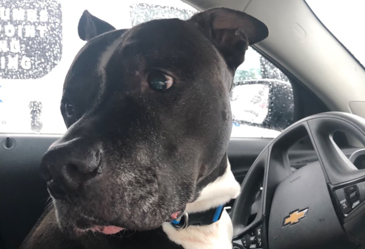 HelpLuckyStopHisSuffering