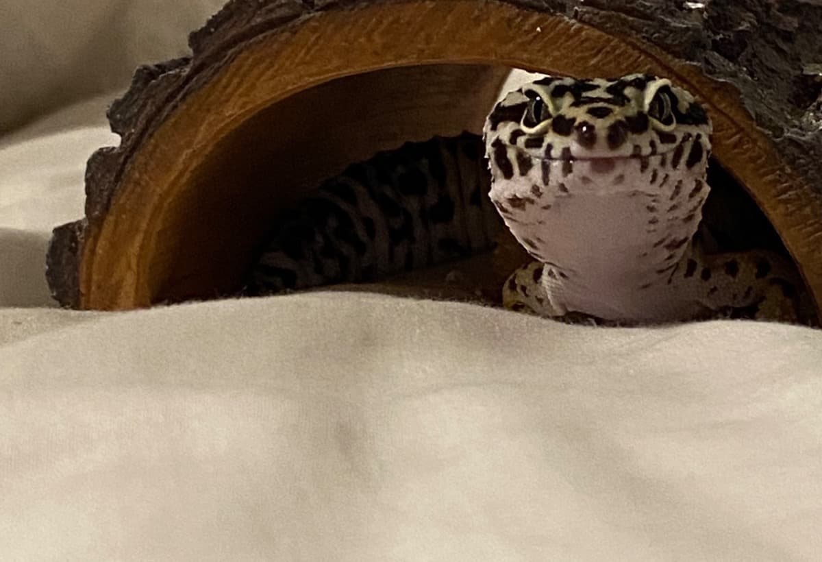 ToothlessTumorRemoval