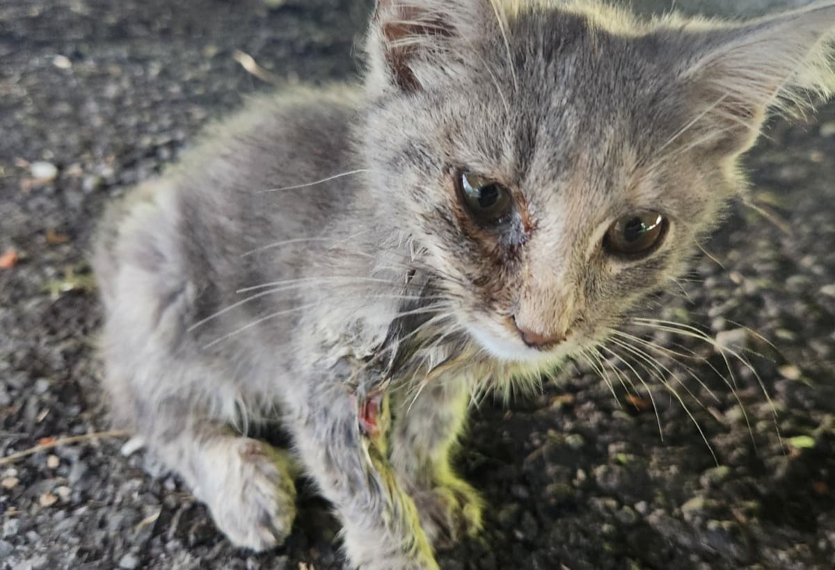 SavingFrostShadeMy40thBdwish