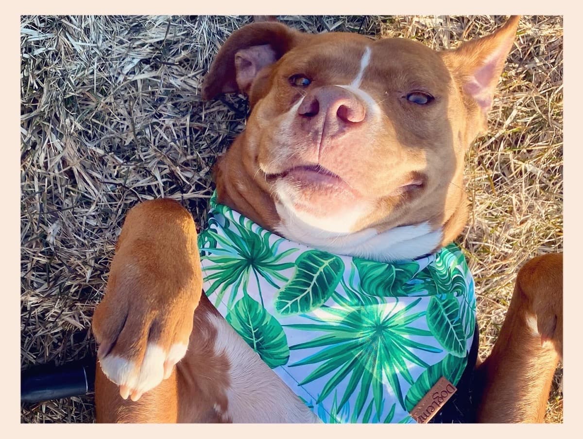 DentalSurgeryNeededForBoo