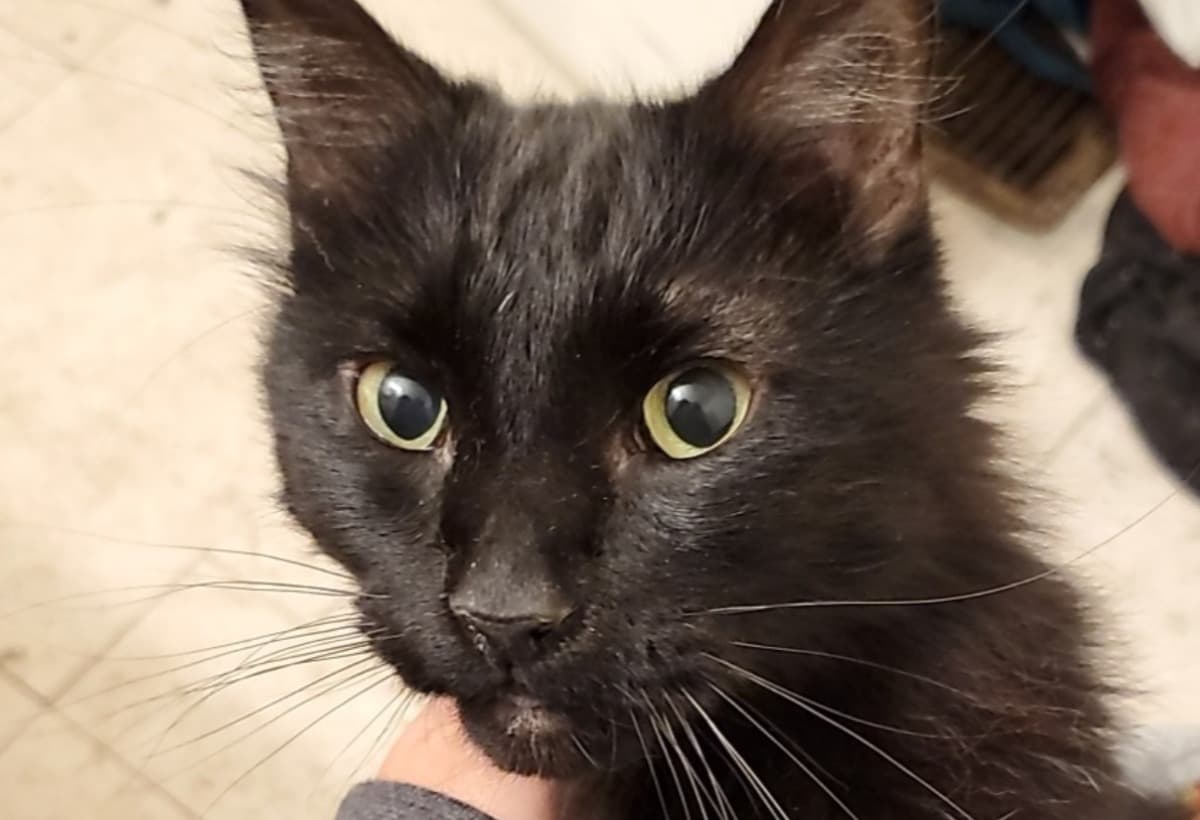 BloodTransfusionForTeddy