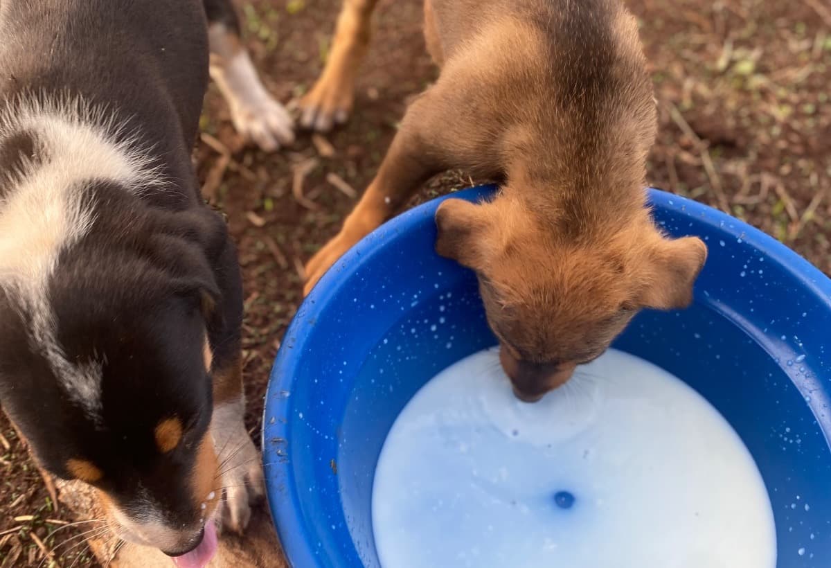 HelpAbandonedStraySouls