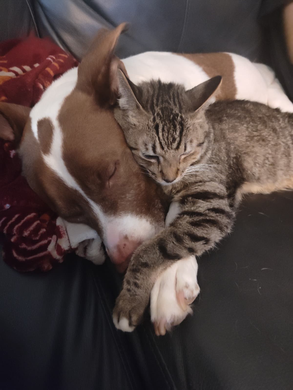 PittieWithAPurpose