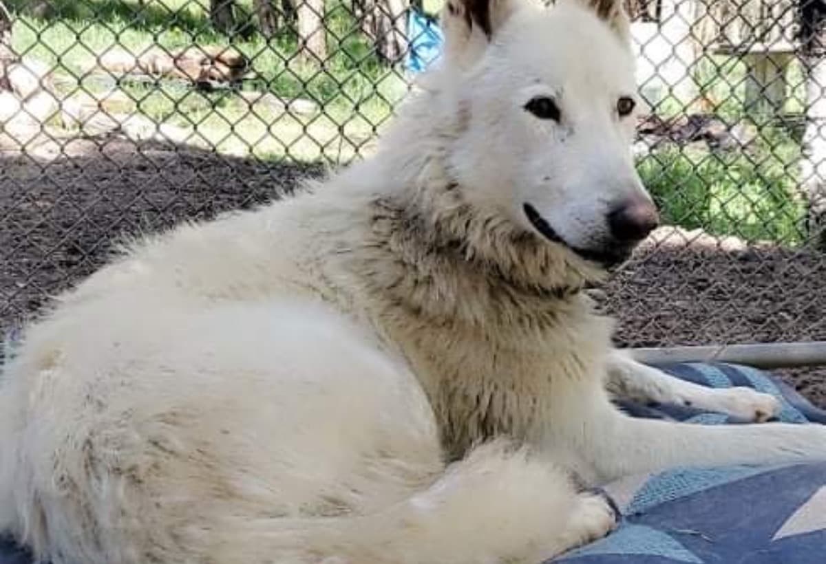 VetVisitForDumpedWolfDog