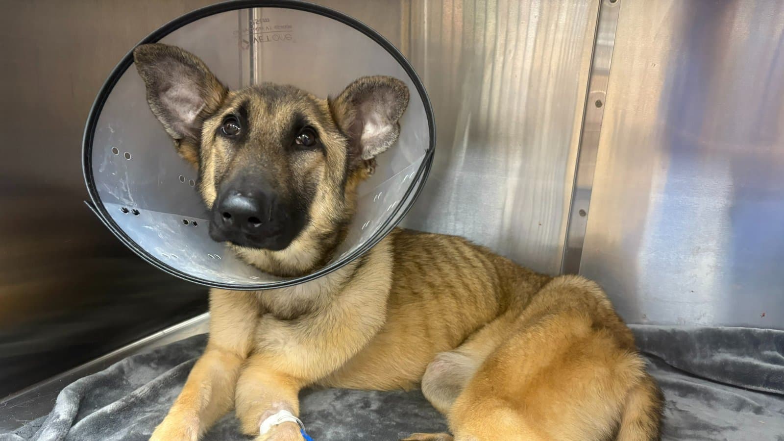 Help Coco (Goldeen) Overcome Her Medical Battle