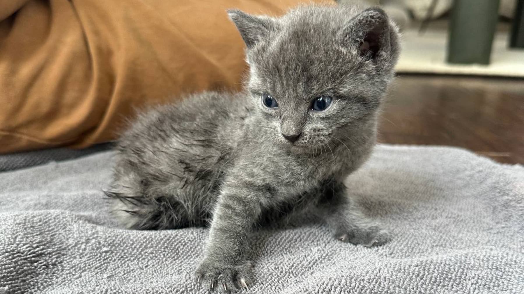 HelpOctaviaTheKittenWalk